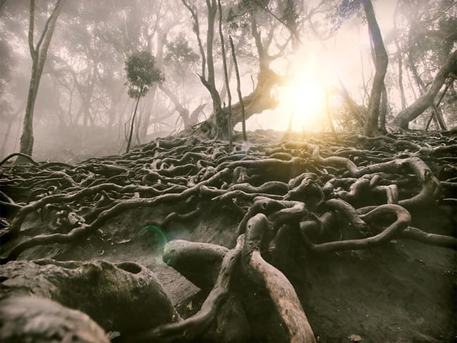 Kodaikanal Fullday Sightseeing Tours