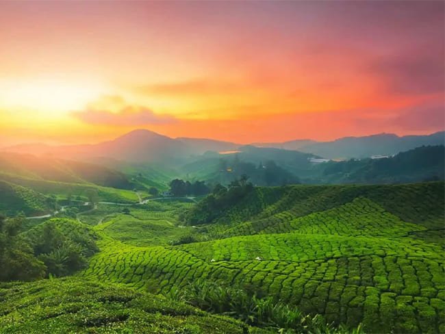 Star Category Package Tour Munnar
