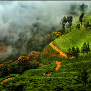 Munnar 3days Package