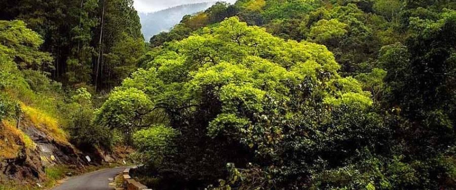 howto-reach-kodaikanal