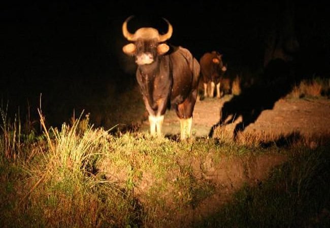 kodaikanal night ride3
